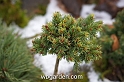 wbgarden dwarf conifers 28